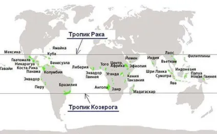 Де вирощують каву де росте кава в світі (світі) Де вирощують каву де росте кава в світі