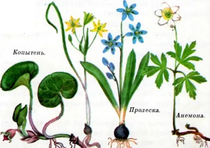 Де знаходяться чорні ліси, найкорисніше (записи ОЗНАЧАЄ фішингових) Де знаходяться чорні ліси, найкорисніше