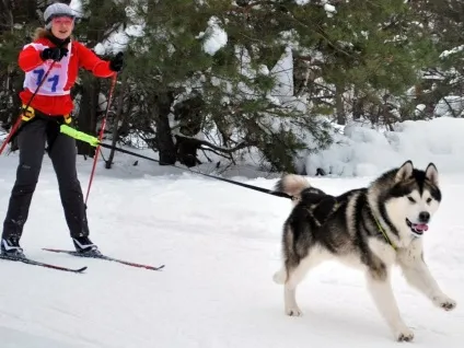 Фспс - федерація спортивно-прикладного собаківництва в системі РКФ (собаківництва) Фспс - федерація спортивно-прикладного собаківництва в системі РКФ