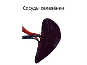 Гістологія селезінки, жовчний міхур (селезінки) Гістологія селезінки, жовчний міхур