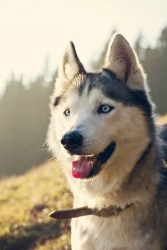 Блакитноокі диво - хаскі (35 фото) - сайт любителів тварин (стандарт) Блакитноокі диво - хаскі (35 фото) - сайт любителів тварин