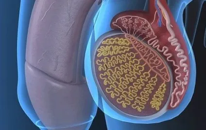 Гіпоплазія яєчок як лікувати (яєчок) Гіпоплазія яєчок як лікувати