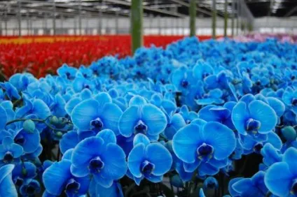Блакитний фаленопсис таємниця квітки, догляд в домашніх умовах, різновиди (блакитний) Блакитний фаленопсис таємниця квітки, догляд в домашніх умовах, різновиди