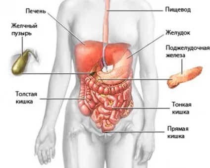 Гідроколонотерапія як проходить процедура, користь і шкода, як готуватися (проходить) Гідроколонотерапія як проходить процедура, користь і шкода, як готуватися