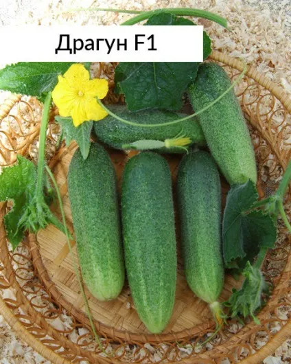 Гібриди огірків для теплиць і відкритого грунту селекції агрофірми пошук опису, фото (відкритого) Гібриди огірків для теплиць і відкритого грунту селекції агрофірми пошук опису, фото
