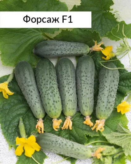 Гібриди огірків для теплиць і відкритого грунту селекції агрофірми пошук опису, фото (гібриди) Гібриди огірків для теплиць і відкритого грунту селекції агрофірми пошук опису, фото