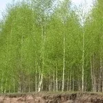 Гриб чага корисні властивості і протипоказання (протипоказання) Гриб чага корисні властивості і протипоказання
