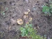 Гриби в природі