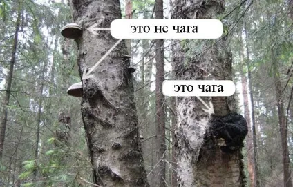 Гриб чага опис гриба, місця поширення, фото (чага) Гриб чага опис гриба, місця поширення, фото