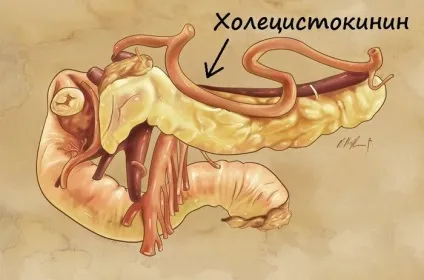Гормон холецистокінін - жирна крапка в схудненні (гормон) Гормон холецистокінін - жирна крапка в схудненні