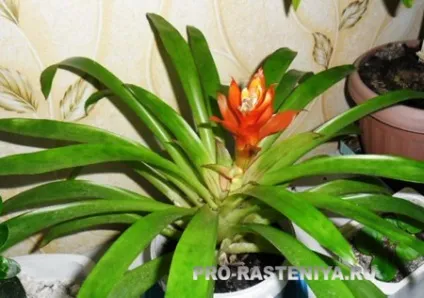 Гусмания (guzmania, гузмания) розмноження (гусманія) Гусмания (guzmania, гузмания) розмноження