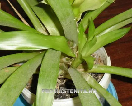 Гусмания (guzmania, гузмания) розмноження (розмноження) Гусмания (guzmania, гузмания) розмноження