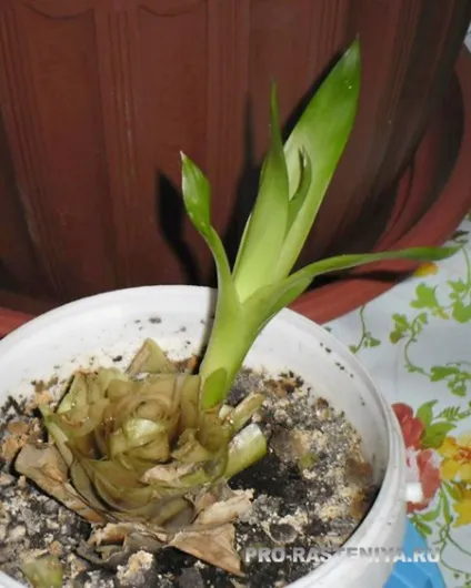 Гусмания (guzmania, гузмания) розмноження (гузмания) Гусмания (guzmania, гузмания) розмноження
