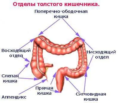 Інфекційний коліт симптоми, лікування інфекційного коліту кишечника (інфекційний) Інфекційний коліт симптоми, лікування інфекційного коліту кишечника