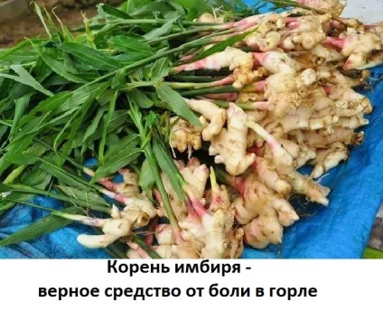 Імбир при болю в горлі, сайт про методи лікування докторів Неумивакіна, Болотова, огулова (іван чай) Імбир при болю в горлі, сайт про методи лікування докторів Неумивакіна, Болотова, огулова