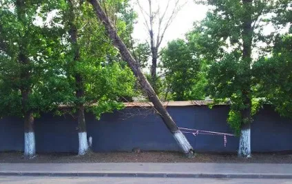Інструкція як захистити дерева у дворі і як посадити нові, Київ, московські новини (посадити) Інструкція як захистити дерева у дворі і як посадити нові, Київ, московські новини