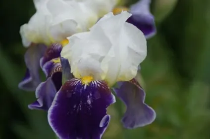 Ірис посадка і догляд, види і сорти, фото (сорти ірису) Ірис посадка і догляд, види і сорти, фото