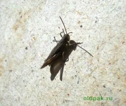 штучний мотиль