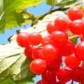 Використання масла евкаліпта для догляду за шкірою обличчя