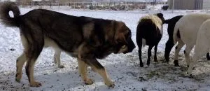 Іспанська мастиф опис, характер, фото, все про собак (мастиф) Іспанська мастиф опис, характер, фото, все про собак