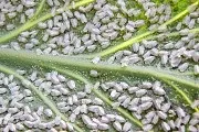 Як боротися з гусеницями 1 (боротися) Як боротися з гусеницями 1