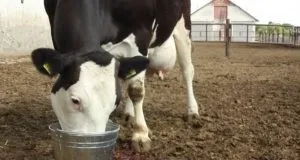 Яка корова краще