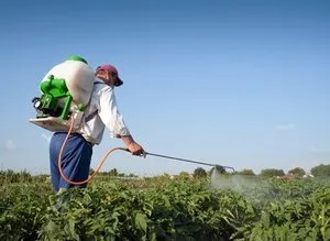 Як боротися з колорадським жуком інструкція із застосування препарату «табу» для обробки картоплі (застосування) Як боротися з колорадським жуком інструкція із застосування препарату «табу» для обробки картоплі