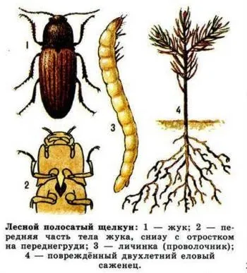 Як боротися з проволочником в органічному землеробстві (проволочником) Як боротися з проволочником в органічному землеробстві