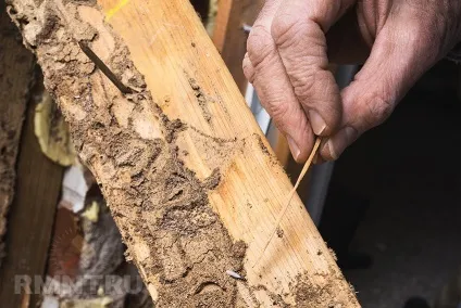 Як боротися зі шкідниками деревини (як позбутися від шашеля) Як боротися зі шкідниками деревини