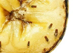 Як позбутися від фруктових мошок на кухні корисні рекомендації господаркам