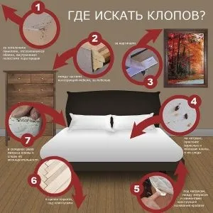 Як позбутися від клопів в дивані як вивести комах самостійно (дивані) Як позбутися від клопів в дивані як вивести комах самостійно