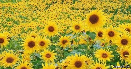 Які квіти посадити на дачі в травні (каталог) Які квіти посадити на дачі в травні