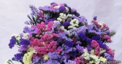 Які квіти посадити на дачі в травні (інсектициди) Які квіти посадити на дачі в травні