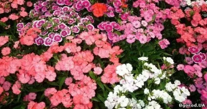 Які квіти посадити на дачі в травні (пестициди) Які квіти посадити на дачі в травні