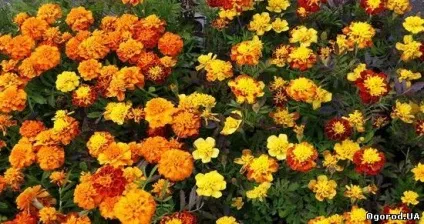 Які квіти посадити на дачі в травні (каталог) Які квіти посадити на дачі в травні