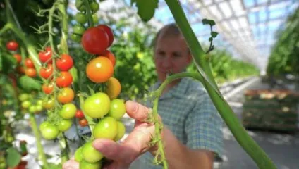 Як і коли збирати картоплю - як вирощувати і відбирати картоплю на насіння _ - my life (картопля) Як і коли збирати картоплю - як вирощувати і відбирати картоплю на насіння _ - my life