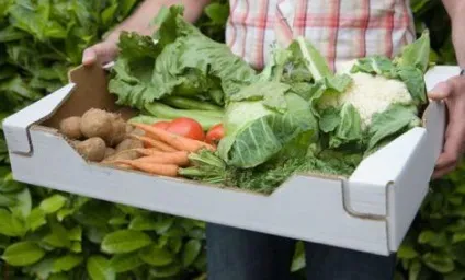 Як і коли збирати картоплю - як вирощувати і відбирати картоплю на насіння _ - my life (прибирати) Як і коли збирати картоплю - як вирощувати і відбирати картоплю на насіння _ - my life