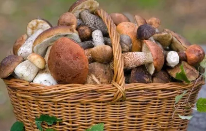 Які квіти посадити на дачі в травні (фуміганти) Які квіти посадити на дачі в травні