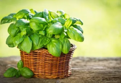 Які овочі можна вирощувати вдома, офіційний сайт кулінарних рецептів юлии висоцької (які) Які овочі можна вирощувати вдома, офіційний сайт кулінарних рецептів юлии висоцької