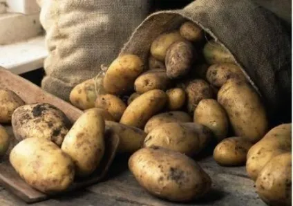 Як і коли збирати картоплю - як вирощувати і відбирати картоплю на насіння _ - my life (прибирати) Як і коли збирати картоплю - як вирощувати і відбирати картоплю на насіння _ - my life