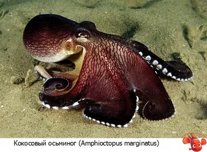 Які існують види восьминогів (восьминогів) Які існують види восьминогів