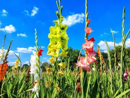 Які рослини посадити і посіяти в травні в квітник (посадити) Які рослини посадити і посіяти в травні в квітник