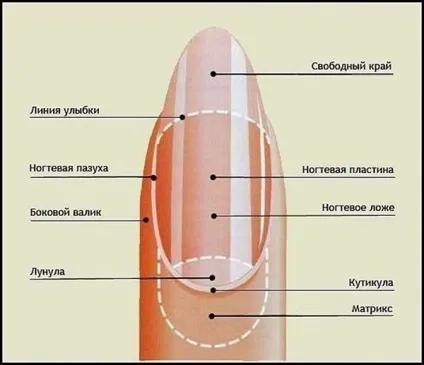 Як позбутися від кутикули назавжди!