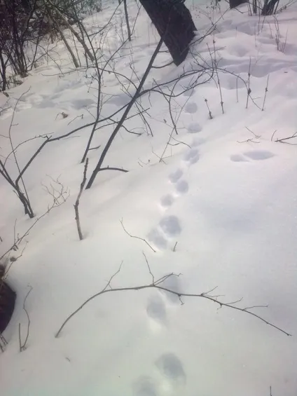 Як позбутися від куниці в курнику способи, опис (курнику) Як позбутися від куниці в курнику способи, опис