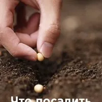 Сад, город, дача, присадибне господарство