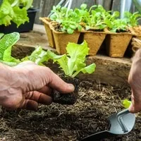 Сад, город, дача, присадибне господарство