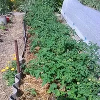 Сад, город, дача, присадибне господарство