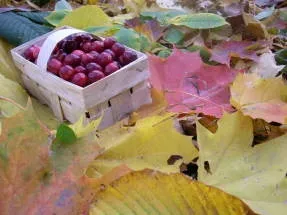 Садова журавлина