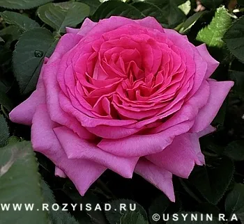 Троянди і сад