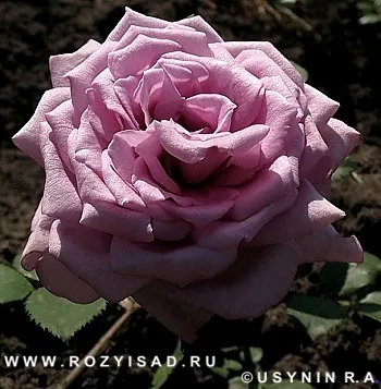 Троянди і сад